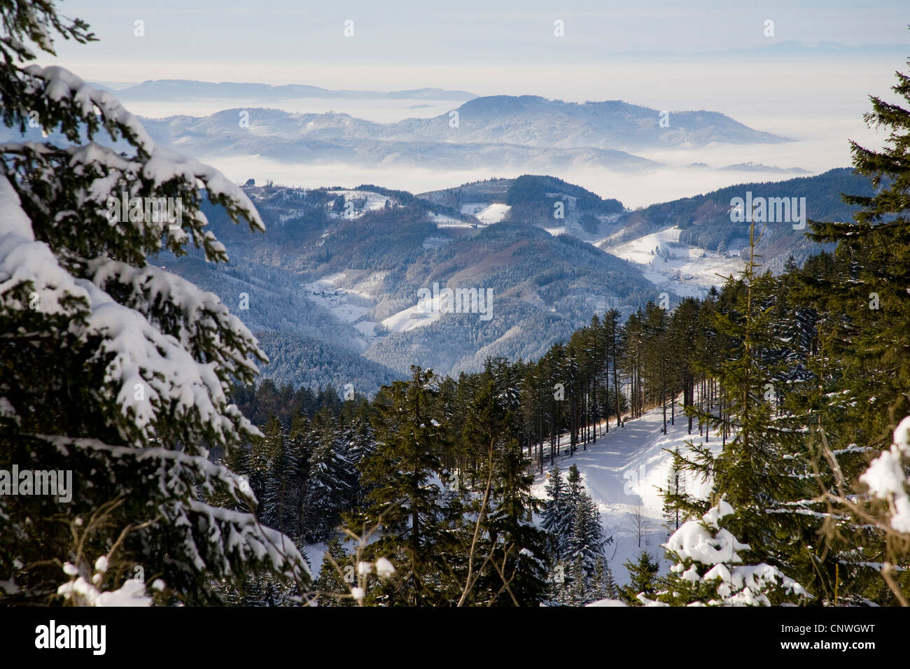 Winterlandschaft mit Fichtenwald im Schwarzwald, Deutschland, Baden-Württemberg, Schwarzwald Stockfoto