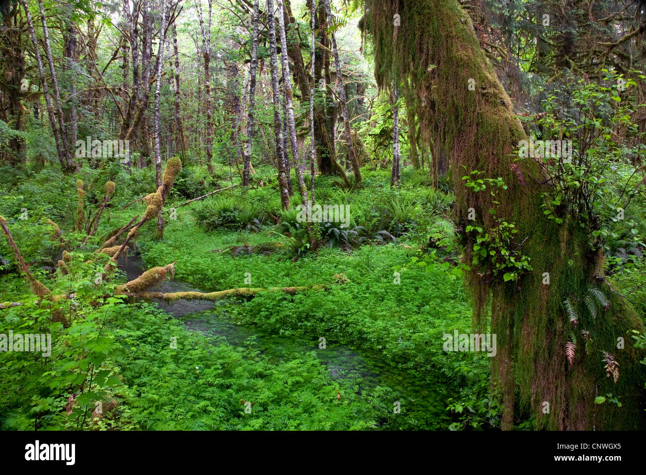 Blüten-Regenwald, USA, Washington, Olympic Nationalpark Stockfoto