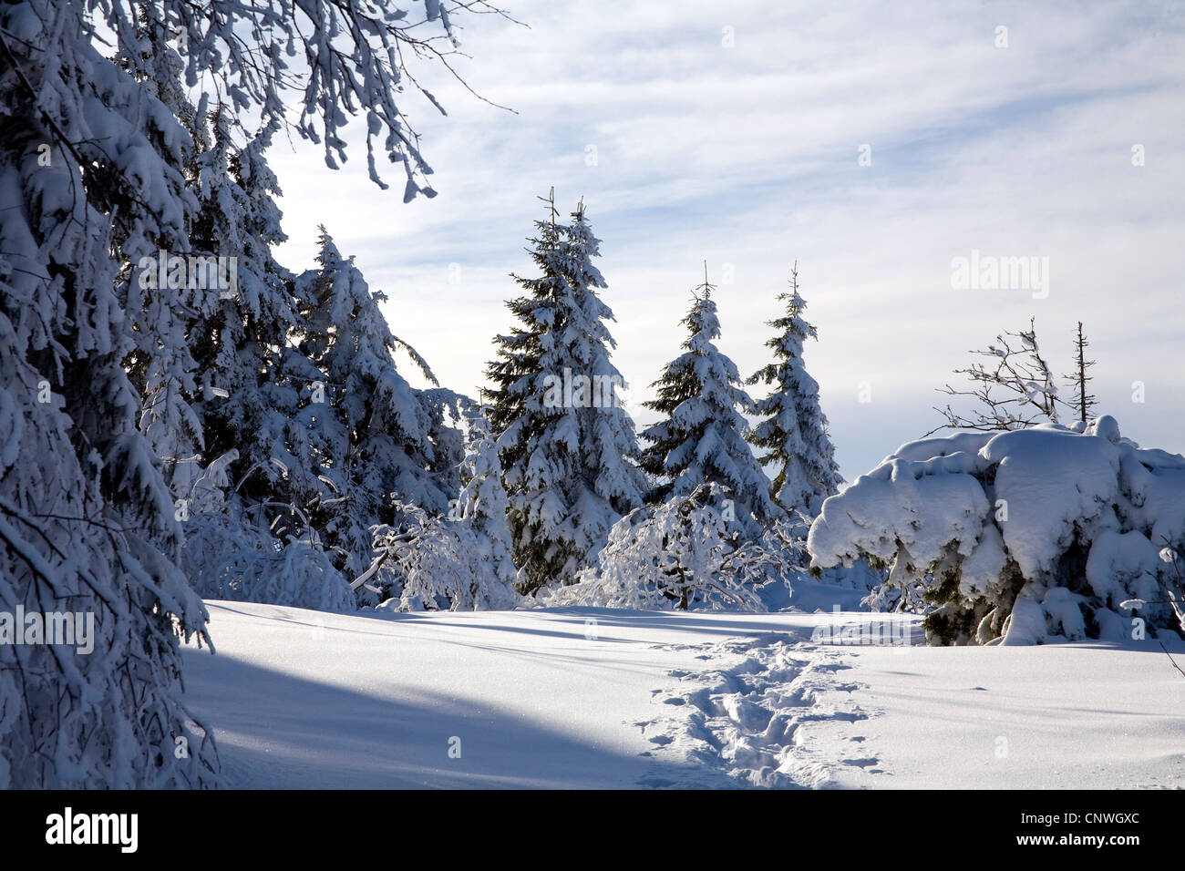 Winterlandschaft im Schwarzwald, Deutschland, Baden-Württemberg, Schwarzwald, Hornisgrinde Stockfoto