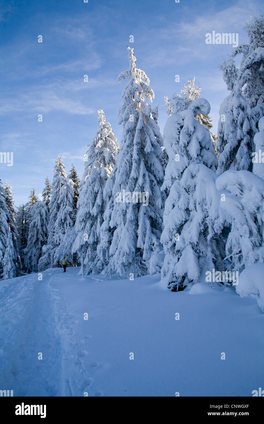 Winterlandschaft im Schwarzwald, Deutschland, Baden-Württemberg, Schwarzwald, Hornisgrinde Stockfoto