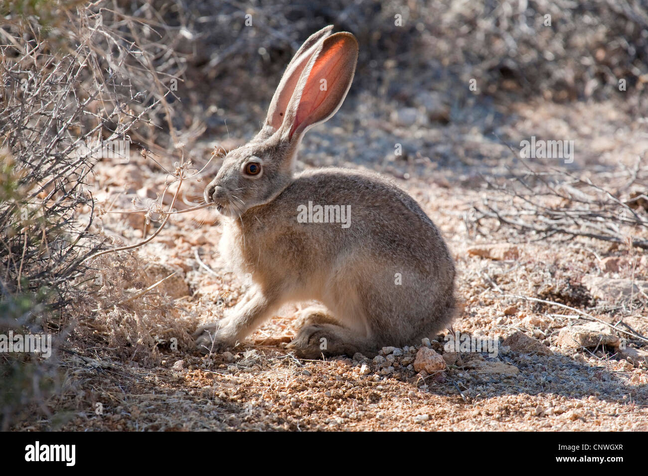 schwarz-angebundene Jack Rabbit (Lepus Californicus), Fütterung, USA, California, Joshua Tree Nationalpark Stockfoto