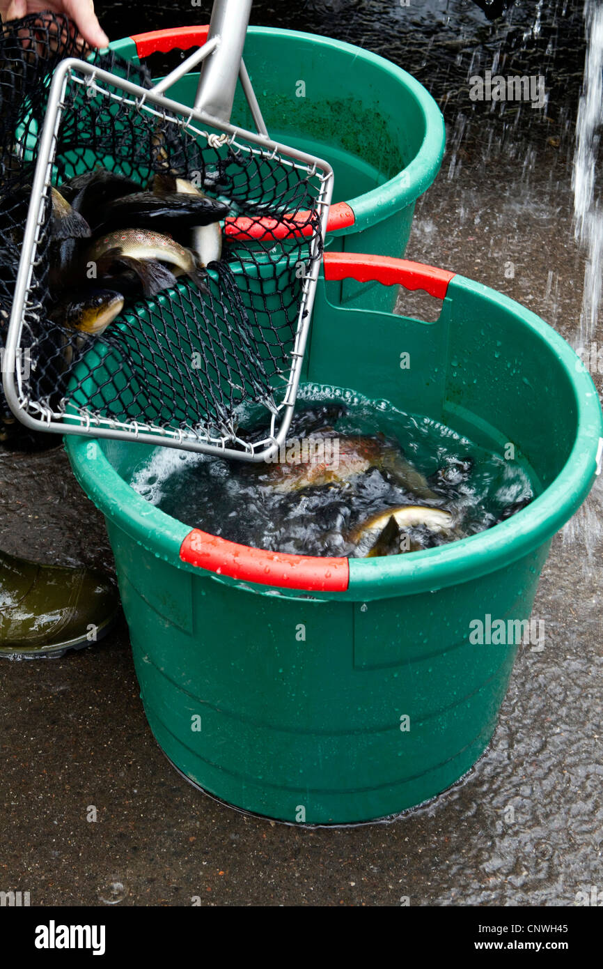 Forellen, Bachforellen, Bach Forelle (Salmo Trutta Fario), man gießt einige Fische aus einem Brailer in einen Wassereimer, Deutschland Stockfoto