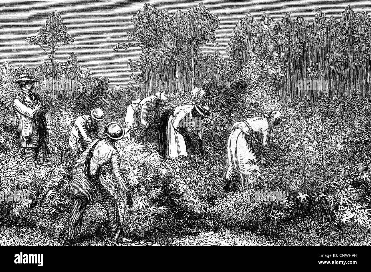 Sklaverei, USA, afrikanische Sklaven während der Baumwollernte, nach Zeichnung von Taylor, Holzstich, 1852, Zusatzrechte-Clearences-nicht vorhanden Stockfoto