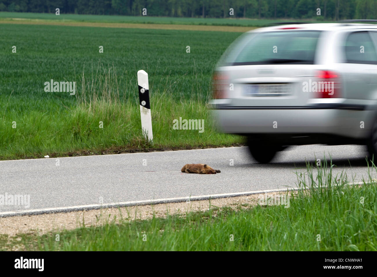 Rotfuchs (Vulpes Vulpes), Pkw auf Landstraße vorbei ein Cub überfahren, Österreich, Burgenland, Neusiedler See-Nationalpark Stockfoto