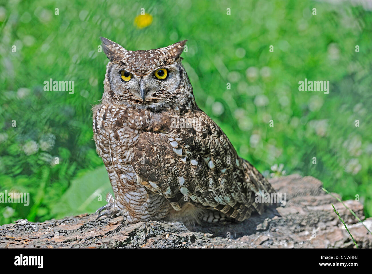 Gefleckte Uhu (Bubo Africanus), sitzen auf einem Baumstamm Stockfoto