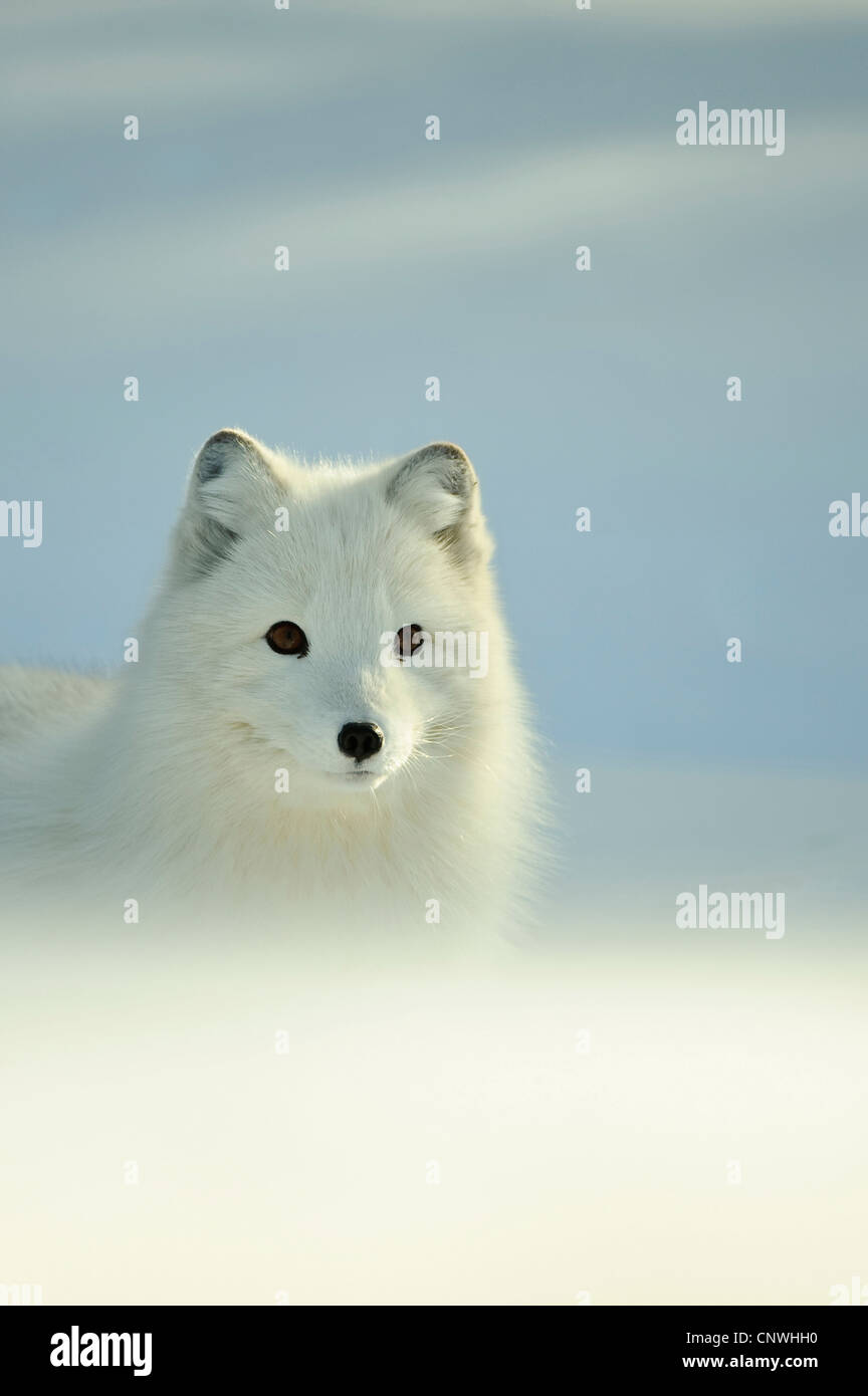 Polarfuchs, Polarfuchs (Alopex Lagopus, Vulpes Lagopus), pup im Schnee, Norwegen, Lauvsnes Stockfoto