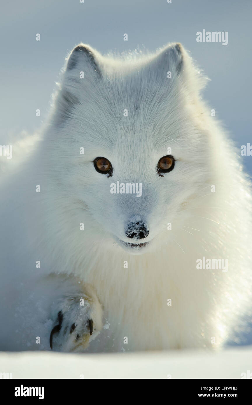 Polarfuchs, Polarfuchs (Alopex Lagopus, Vulpes Lagopus), pup im Schnee, Norwegen, Lauvsnes Stockfoto