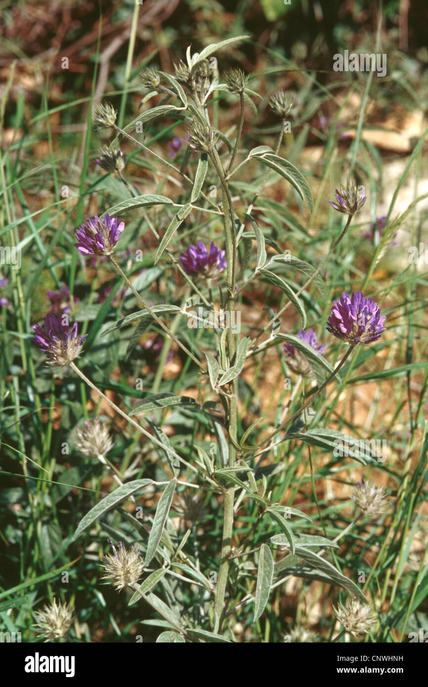 Arabische Schorf Erbse, Pitch Dreiblatt, schorfige Erbse (Bituminaria Bituminosa, Psoralea Bituminosa), blühen, Griechenland Stockfoto