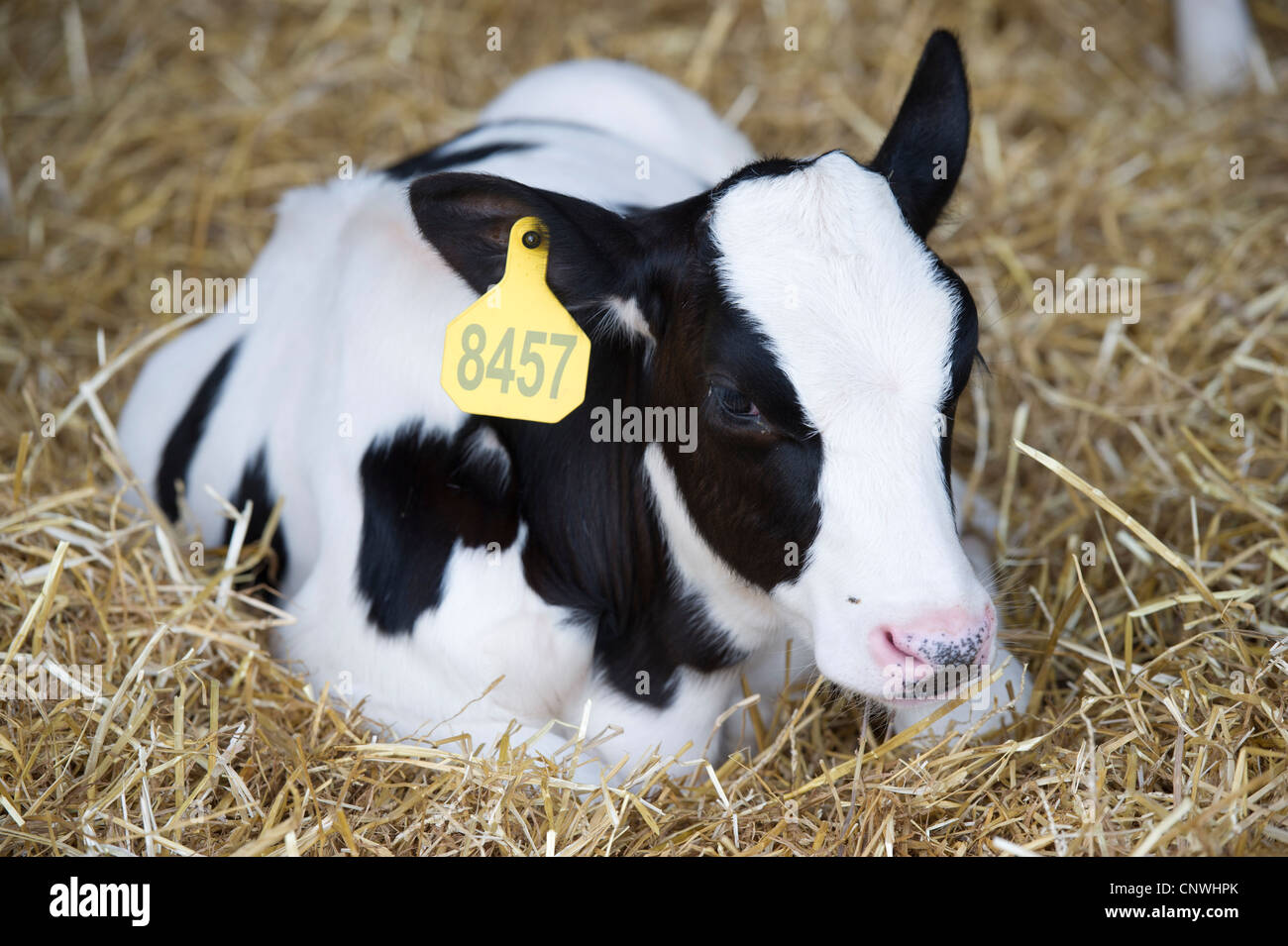 Milchkuh Verlegung in einem Bett aus Heu Stockfoto