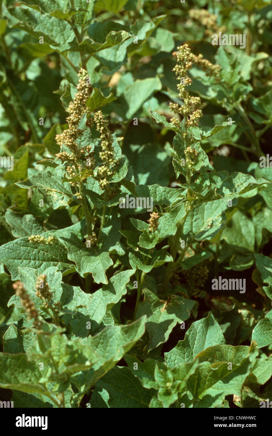 guter Heinrich, mehrjährige Gänsefuß (Chenopodium Bonus-Henricus), blühen Stockfoto