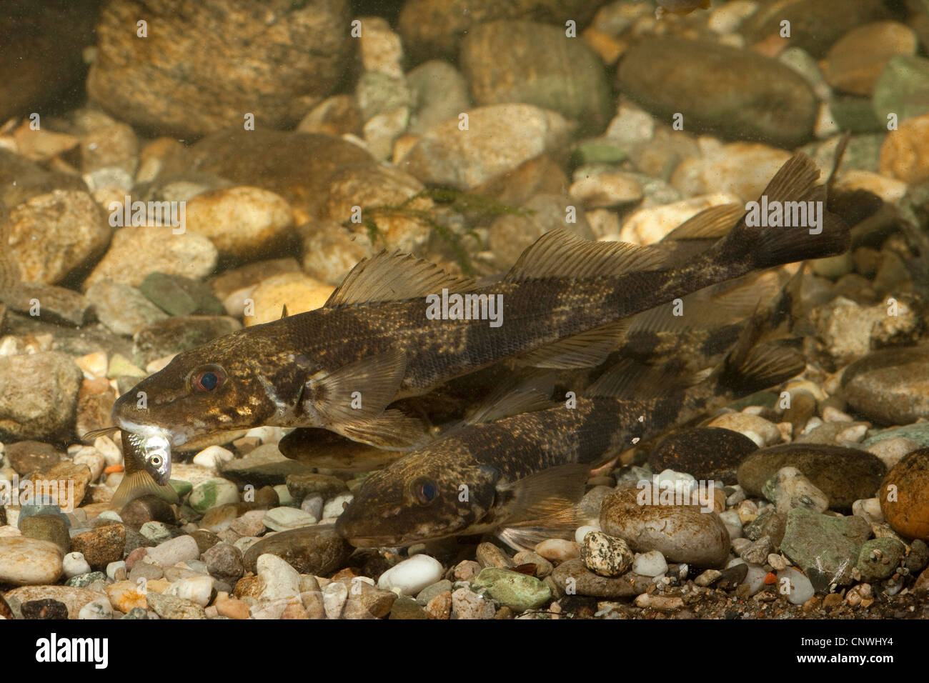 Zingel (Zingel Zingel), drei Tiere, die man mit einem Fisch im Maul, Deutschland, Bayern, Danube gejagt Stockfoto