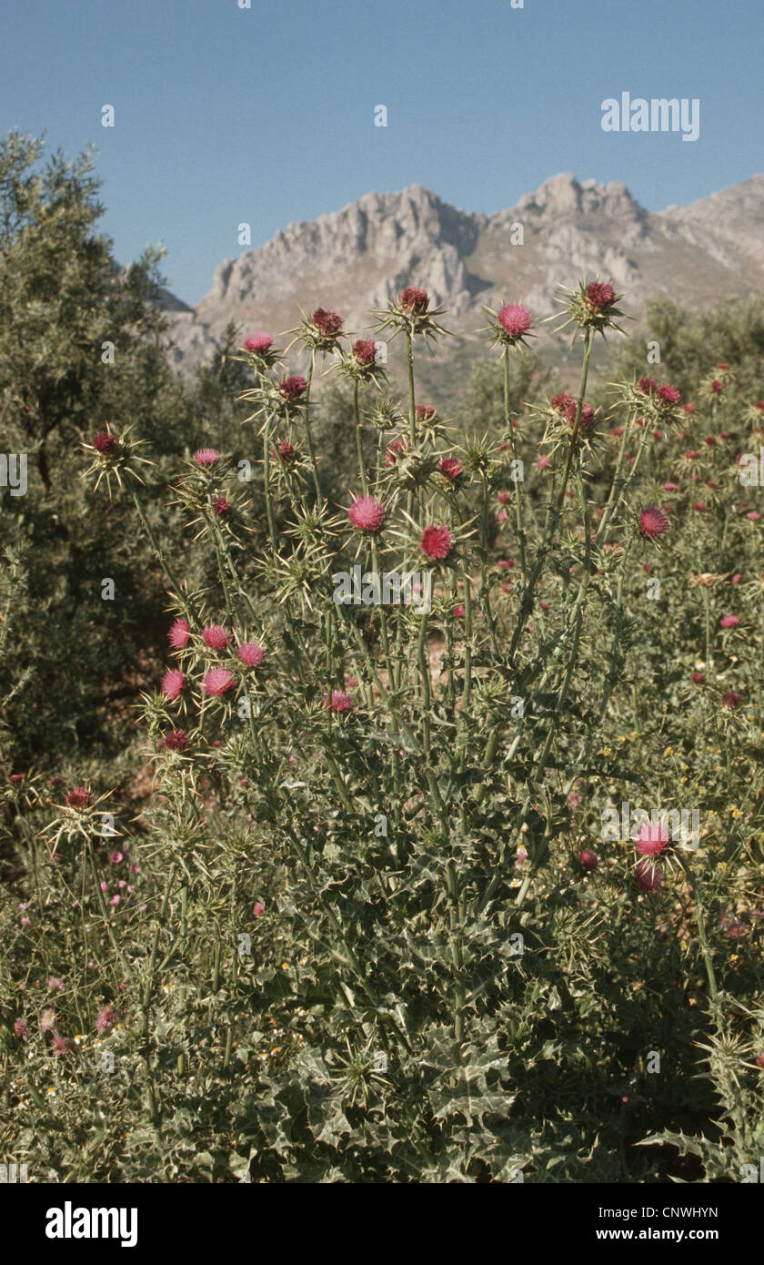 selige Milkthistle, Lady es Distel, Mariendistel (Silybum Marianum), blühen Stockfoto