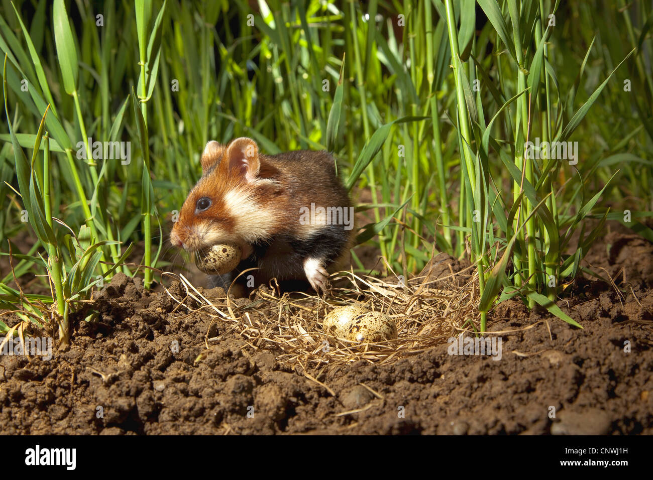 gemeinsamen Hamster, schwarzbäuchigen Hamster (Cricetus Cricetus), sitzen unter den Klingen von Getreide essen ein Ei aus dem Nest Wachtel, Deutschland Stockfoto