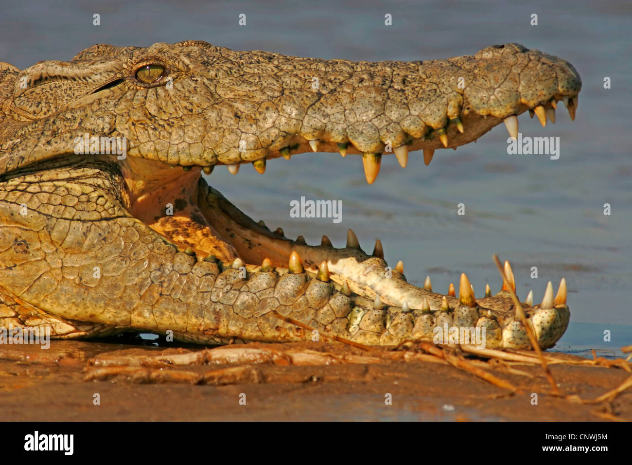 Nil-Krokodil (Crocodylus Niloticus), Portrait mit offenem Mund, South Africa, Kwazulu-Natal, Greater St. Lucia Wetland Park Stockfoto