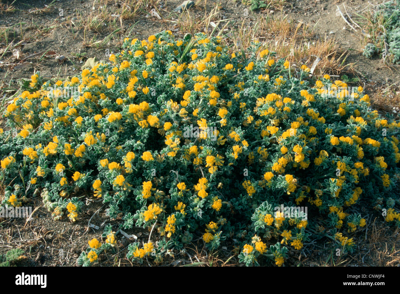 Meer Medick, Meer Burclover (Medicago Marina), blühen Stockfoto