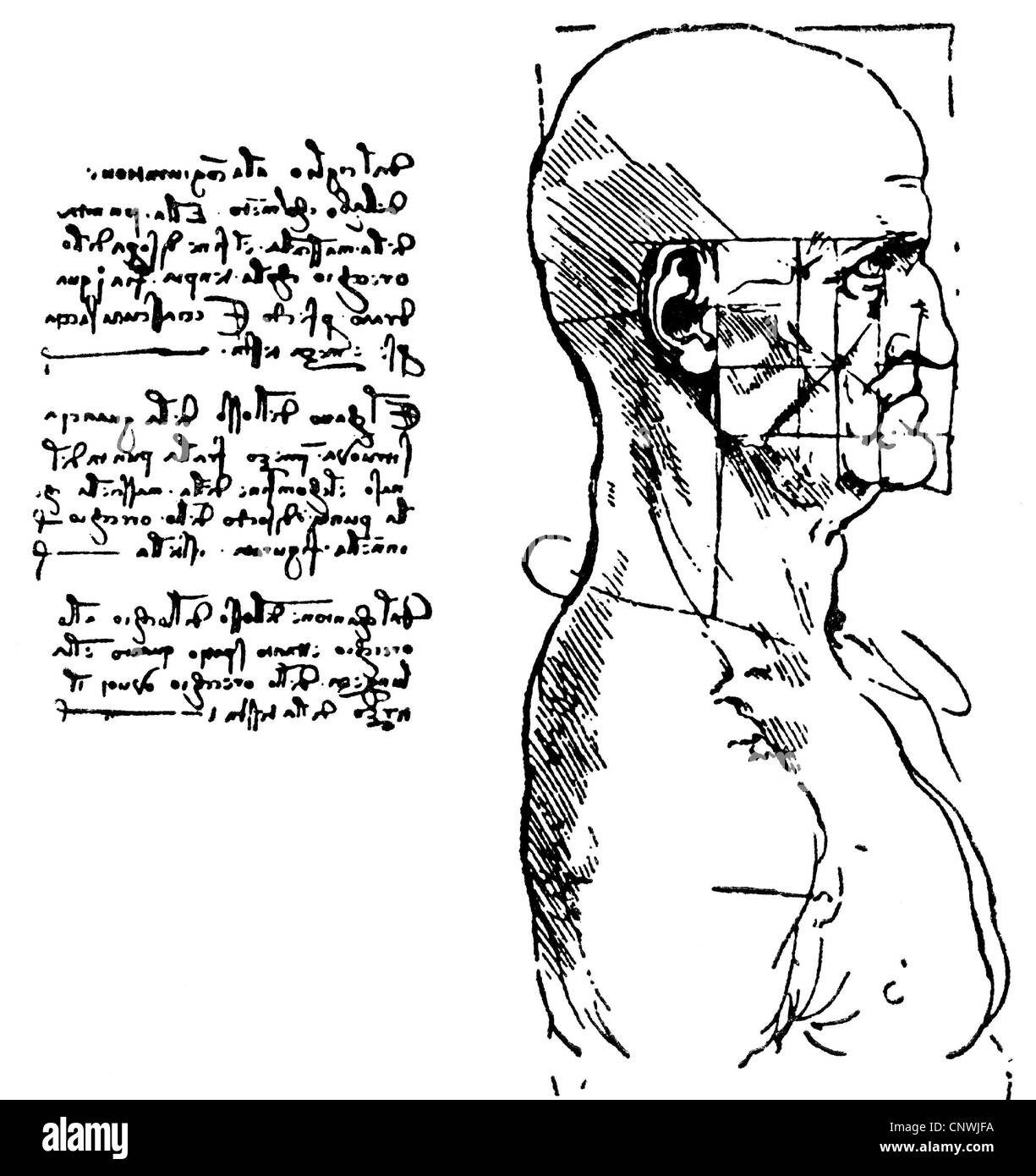 Bildende Kunst, Leonardo da Vinci (1452 - 1519), Studie der Proportionen eines menschlichen Kopfes, Profil, Zeichnung, Spiegelschrift, zusätzliche-Rechte-Clearenzen-nicht vorhanden Stockfoto