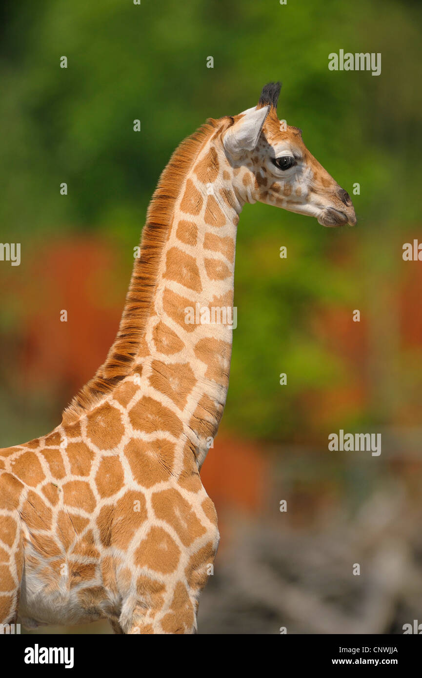 Giraffe (Giraffa Plancius), einziges Tier von der Seite Stockfoto