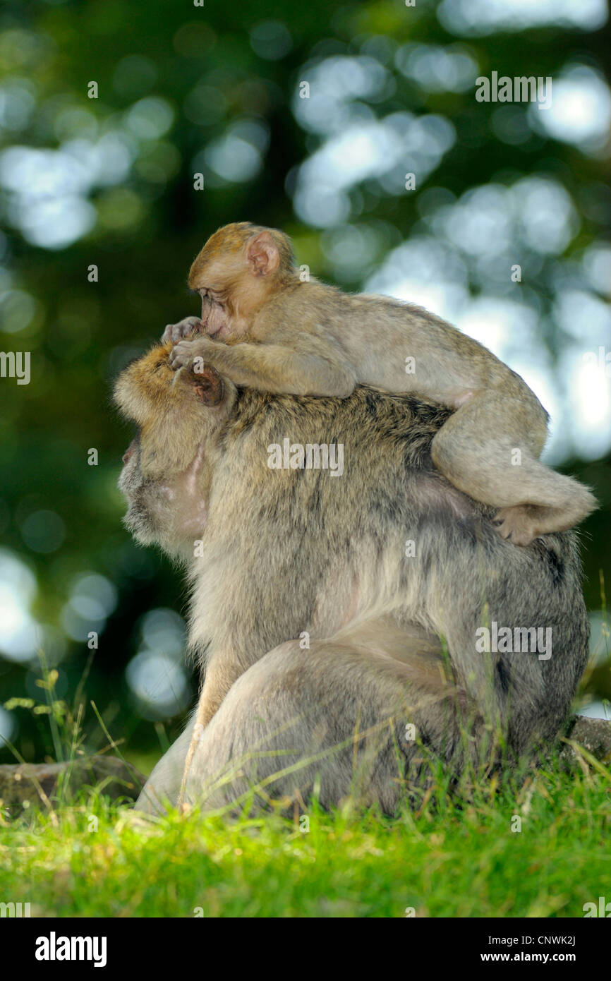 Barbary Affe, Berberaffe (Macaca Sylvanus), juvenile Stockfoto