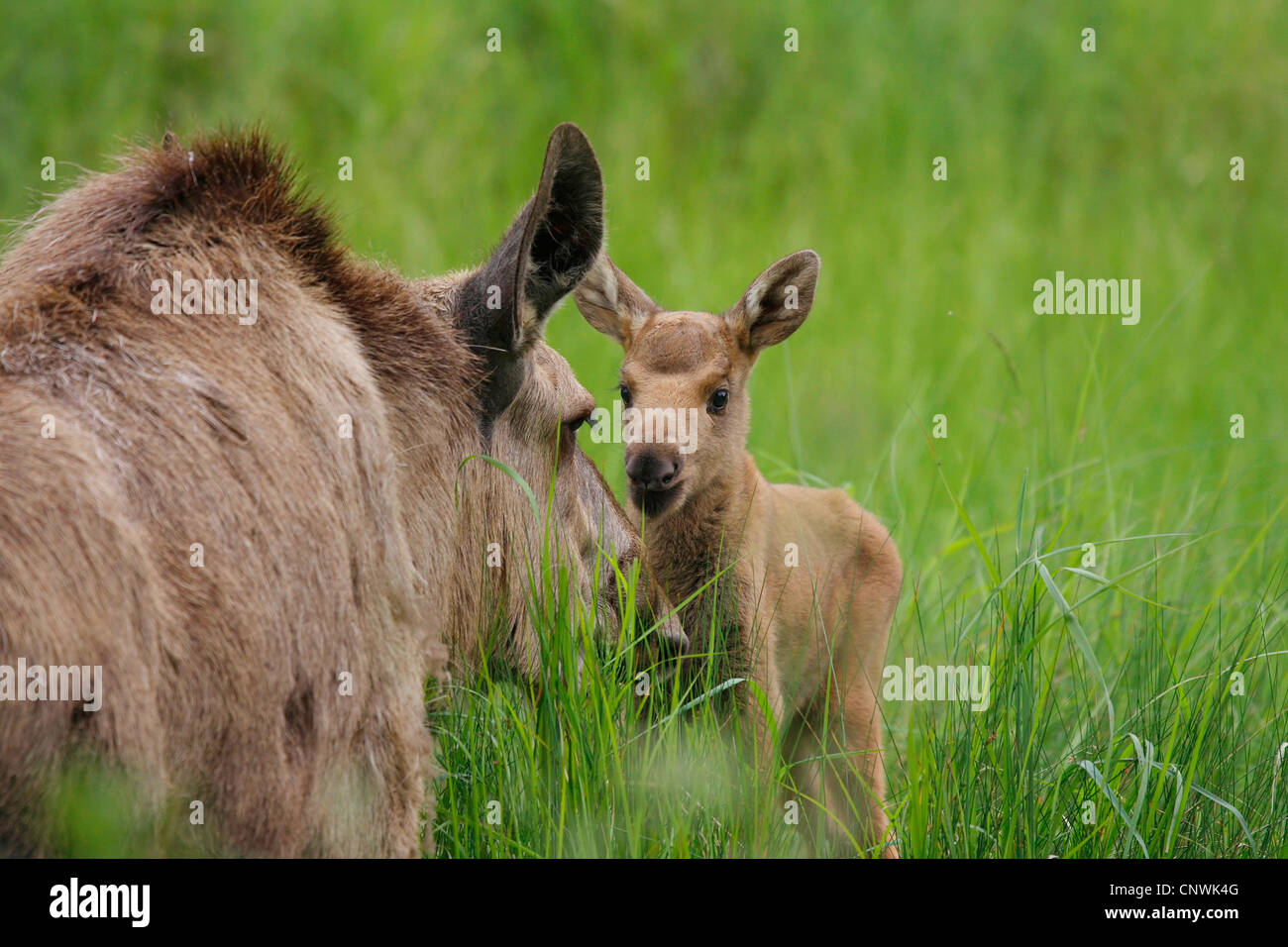 Elch, Elch (Alces Alces), Mutter mit Kalb auf einer Wiese Stockfoto