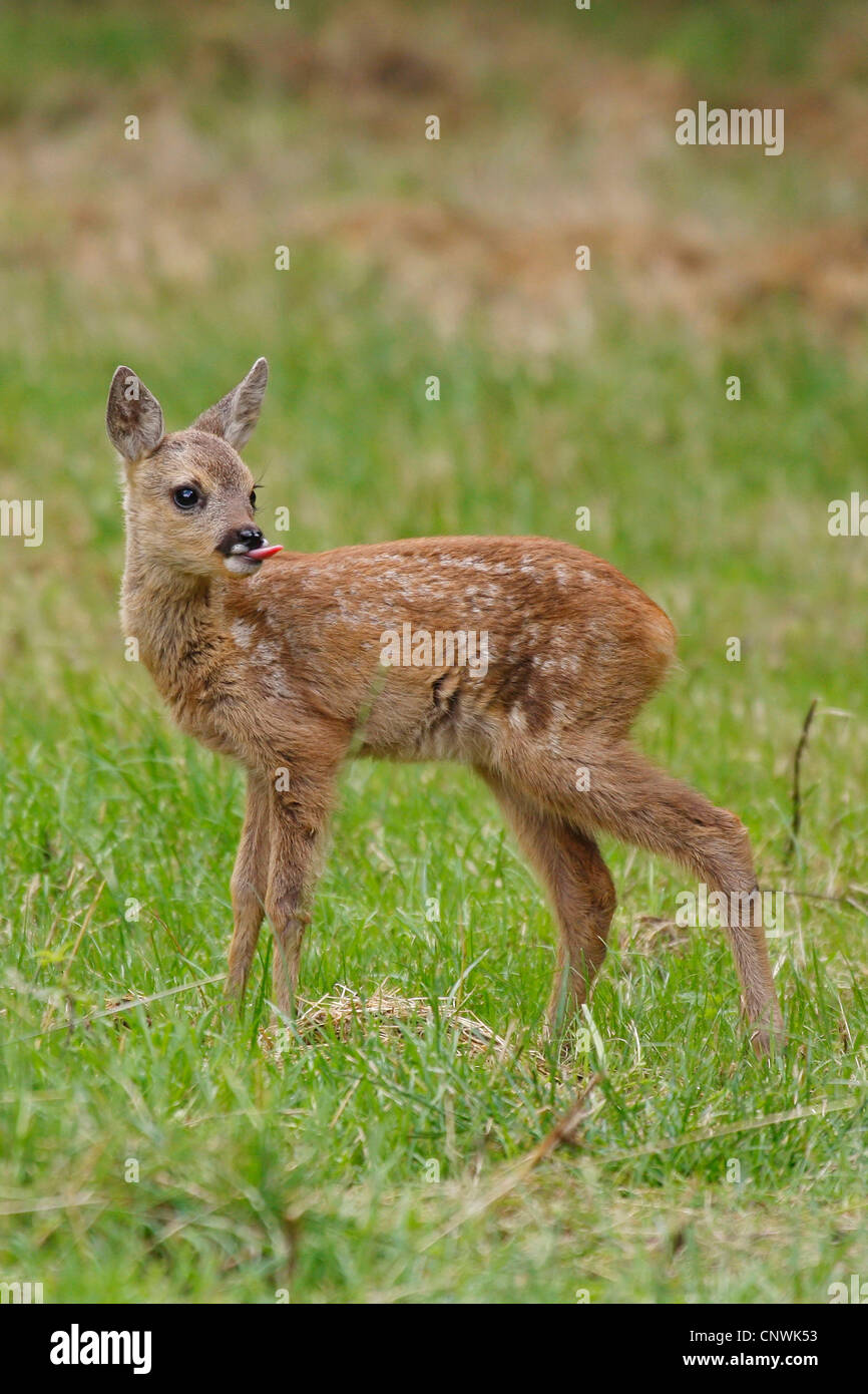 Reh (Capreolus Capreolus), fawn, stehend auf einer Wiese seine Zunge, Deutschland Stockfoto