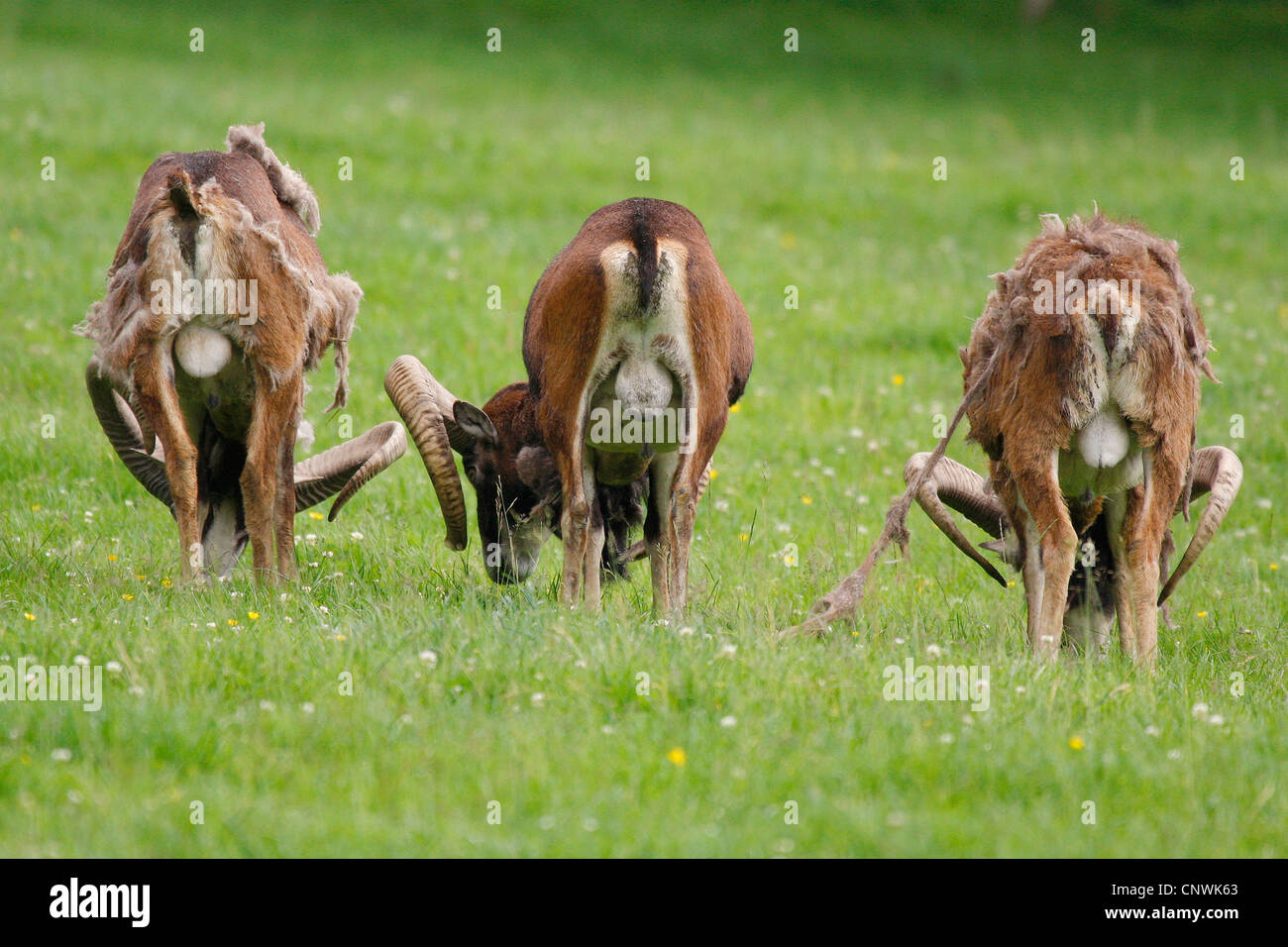 Mufflon (Ovis Musimon, Ovis Gmelini Musimon, Ovis Orientalis Musimon), drei männlich bei Wechsel des Fells, Deutschland Stockfoto