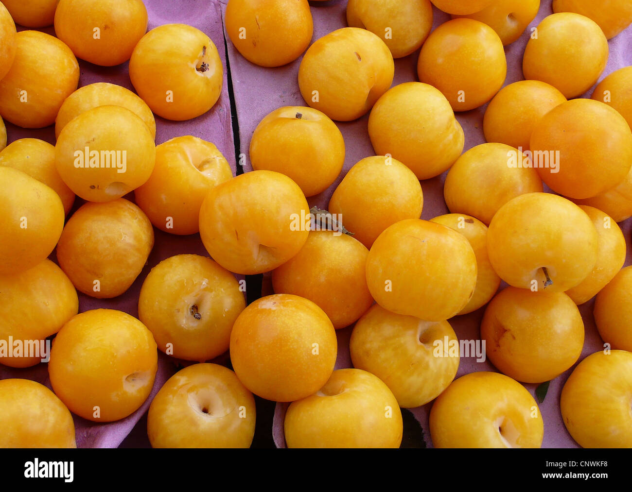 Mirabelle Pflaumen (Prunus Syriaca, Prunus Domestica SSP. Syriaca), Früchte am Markt Stockfoto