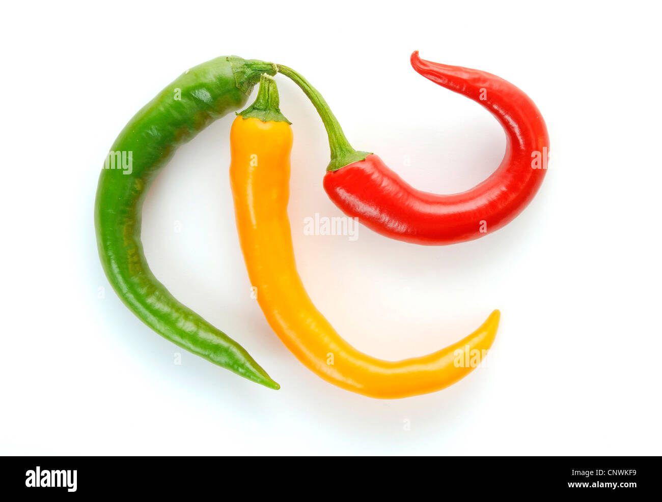 drei heiße Chili in rot, gelb und grün, Ampel-Koalition Stockfoto