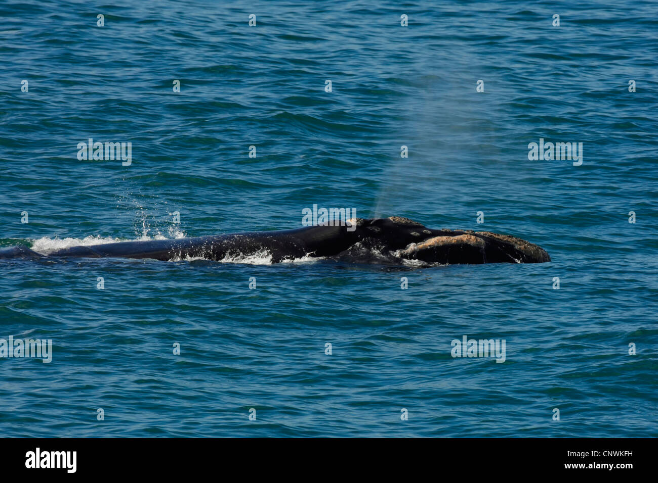 südlichen Glattwal (Eubalaena Australis, Balaena Cyclopoida Australis), Schwimmen an der Wasseroberfläche wegtreiben Schlag, Südafrika, Western Cape Stockfoto