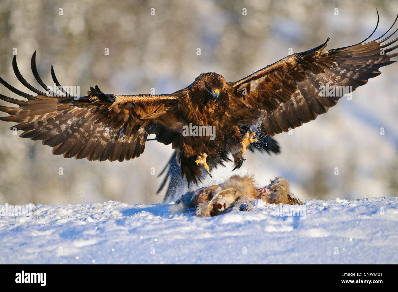 Steinadler (Aquila Chrysaetos), Speading der Flügel bei der Landung auf tote Beute liegen im Schnee, Norwegen Stockfoto