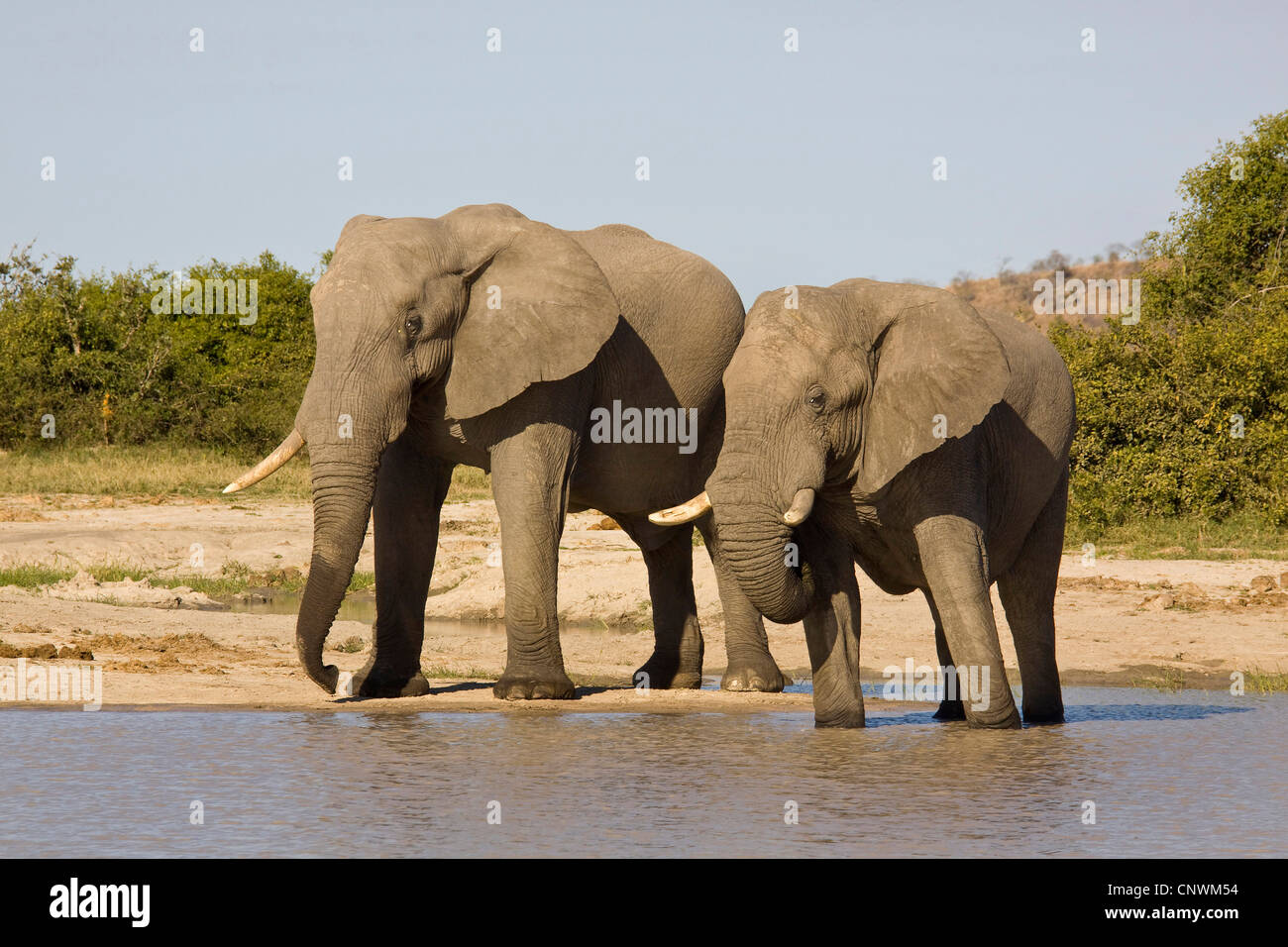 Afrikanischer Elefant (Loxodonta Africana), zwei Elefanten Drinken aus ein Wasserloch, Botswana Chobe National Park, Savuti Stockfoto