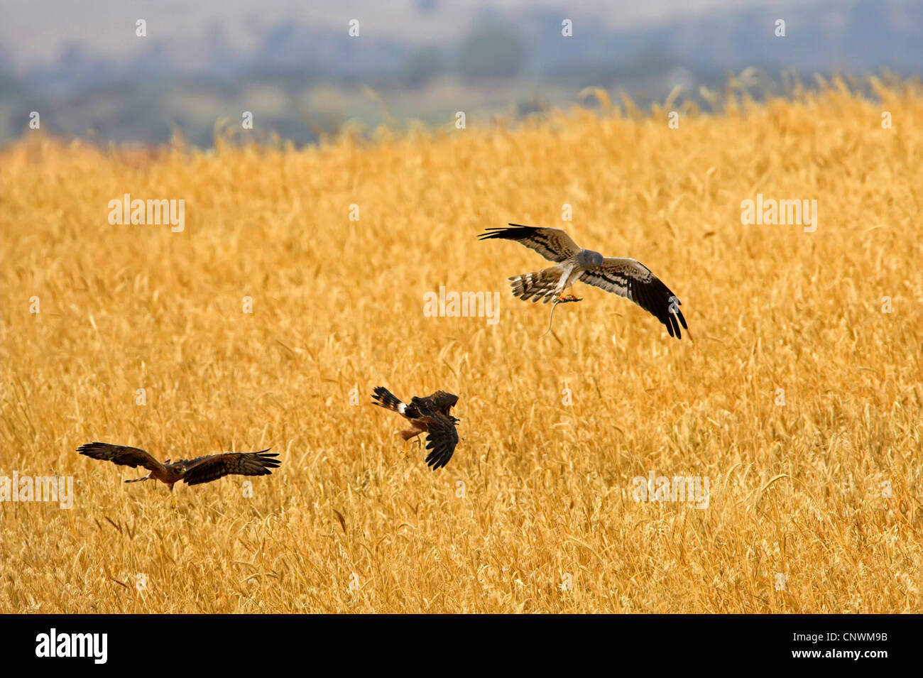 Montague Harrier (Circus Pygargus), drei Jagd auf Vögel fliegen genau über einem Kornfeld, Spanien, Extremadura Stockfoto