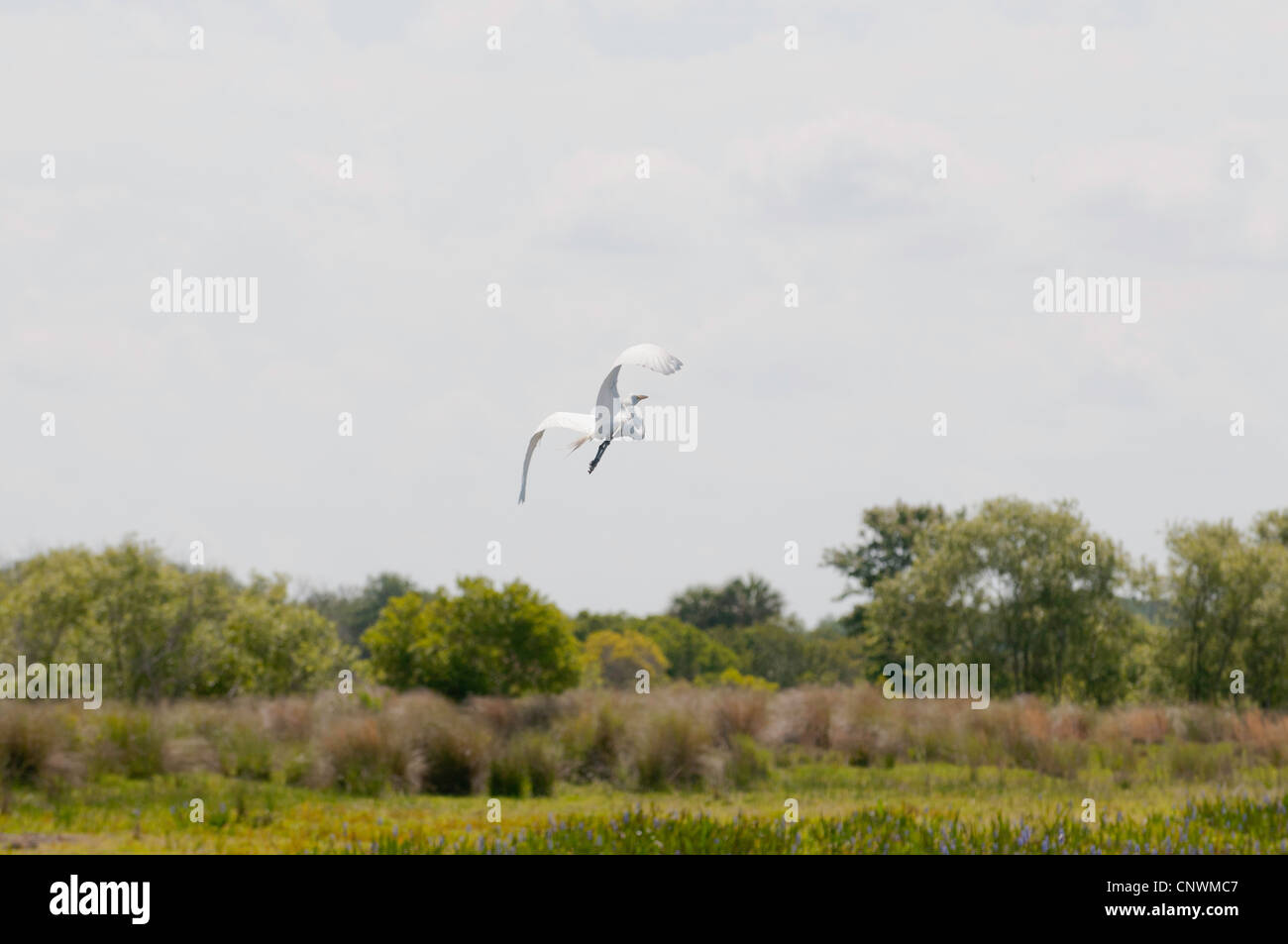 Große weiße Reiher im Flug über den Kissimmee-Sumpf Stockfoto