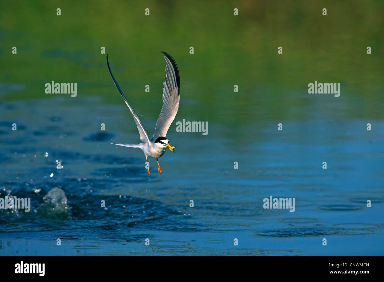 Zwergseeschwalbe (Sterna Albifrons), nur dass fing einen Fisch mit dem Schnabel während des Fliegens, Griechenland, Lesbos Stockfoto