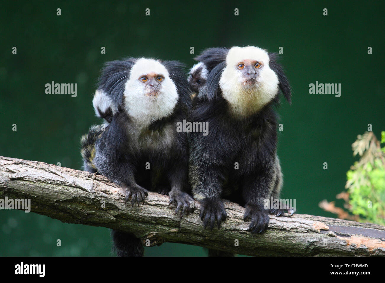 White-faced Marmoset, White-Fronted-Mormoset (Callithrix Geoffroyi), paar mit Nachwuchs auf dem Rücken, Paar Mit Jungtieren Auf Dem Ruecken Stockfoto