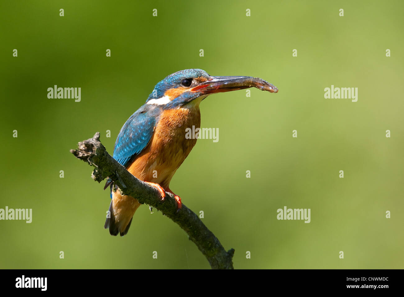 Fluss-Eisvogel (Alcedo Atthis), sitzt auf einem Zweig mit einem Fisch im Schnabel, Deutschland Stockfoto