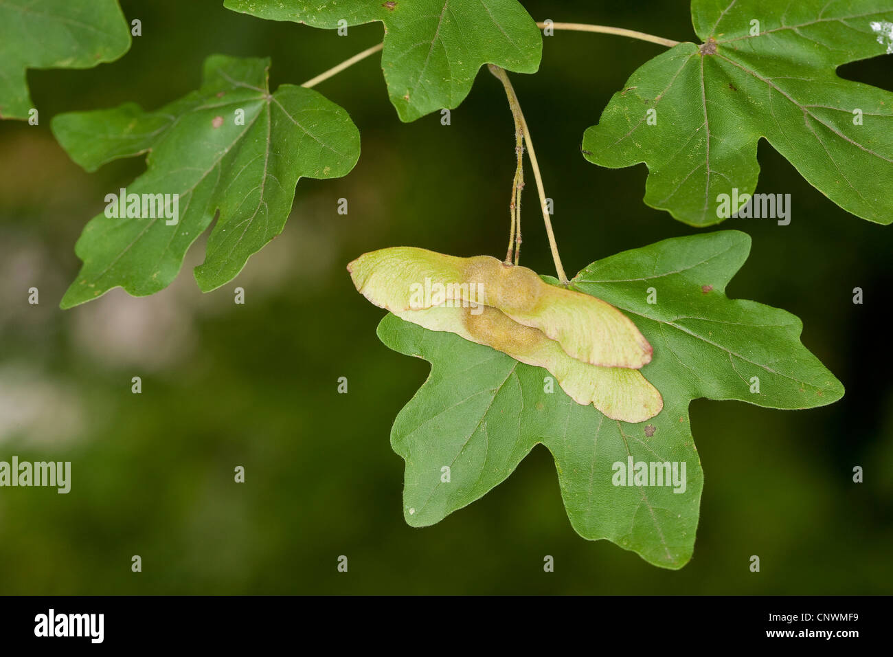 Feldahorn, gemeinsame Ahorn (Acer Campestre), Früchte und Blätter ...