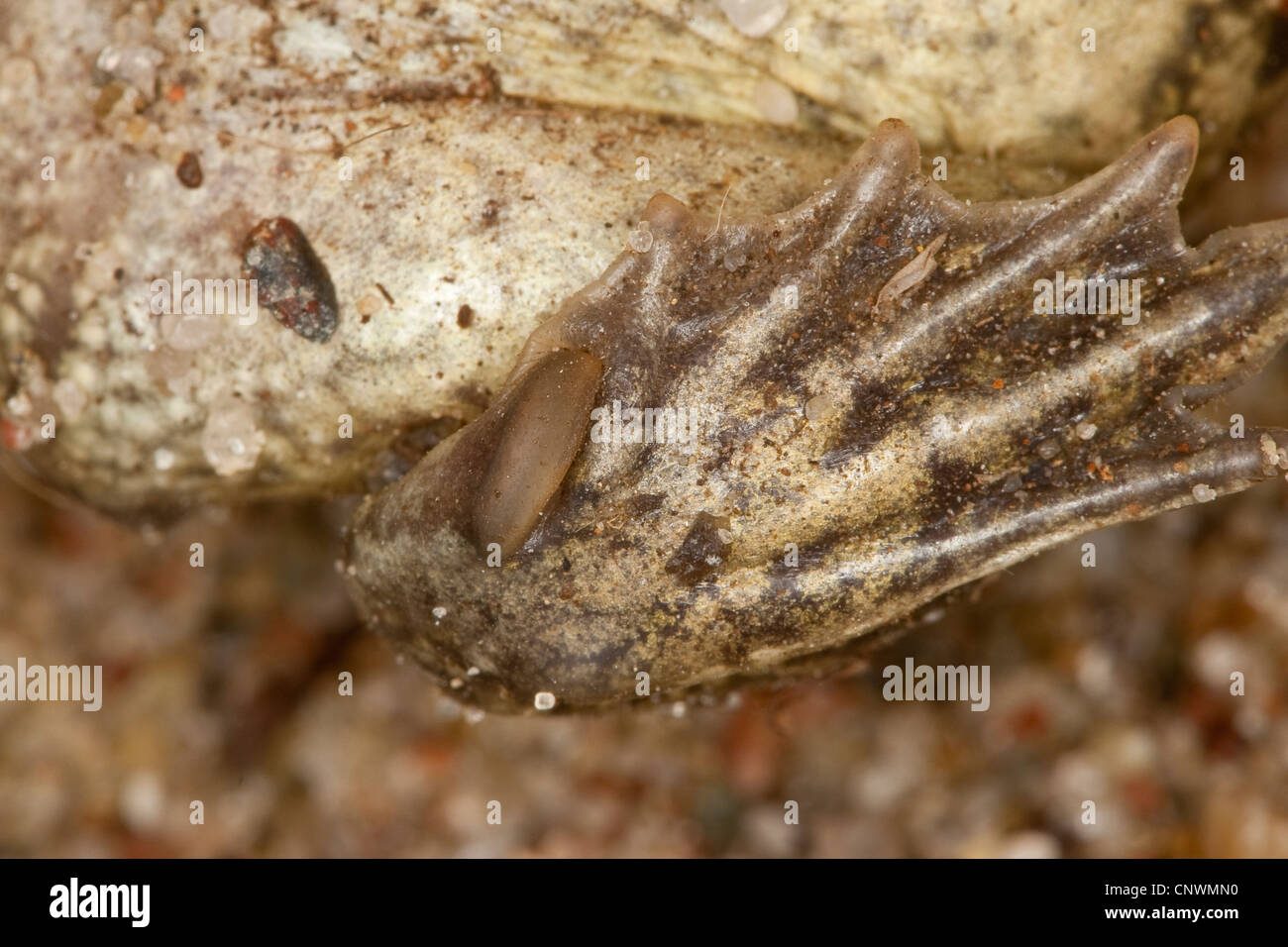 gemeinsamen katzenähnliche, Knoblauch Kröte (Pelobates Fuscus), Fuß einer Kröte, Deutschland Stockfoto