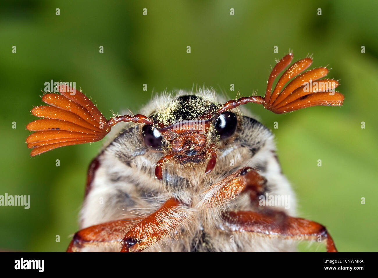 Maybeetle (Melolontha Melolontha), männlichen Portrait mit Pollen in sein Gesicht, Deutschland Stockfoto