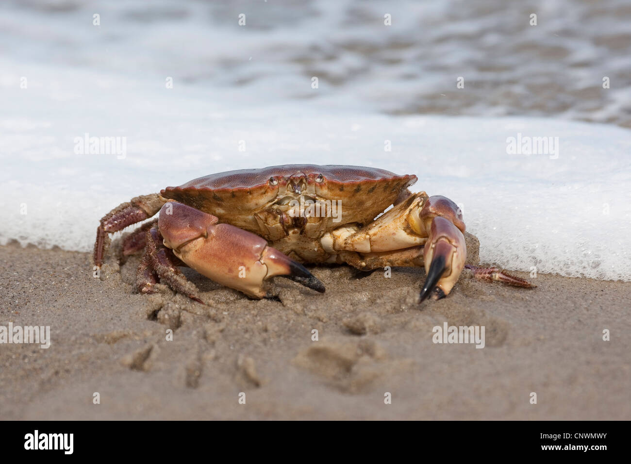 Europäische essbare Krebs (Cancer Pagurus), sitzt im Sand an der Küste Nort Meeres, Deutschland Stockfoto