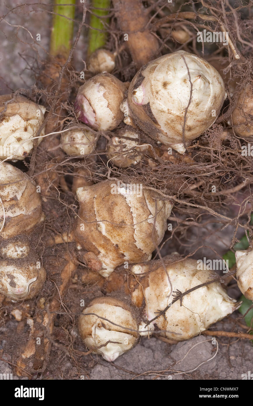 Topinambur (Helianthus Tuberosus), Glühbirnen, Deutschland Stockfoto