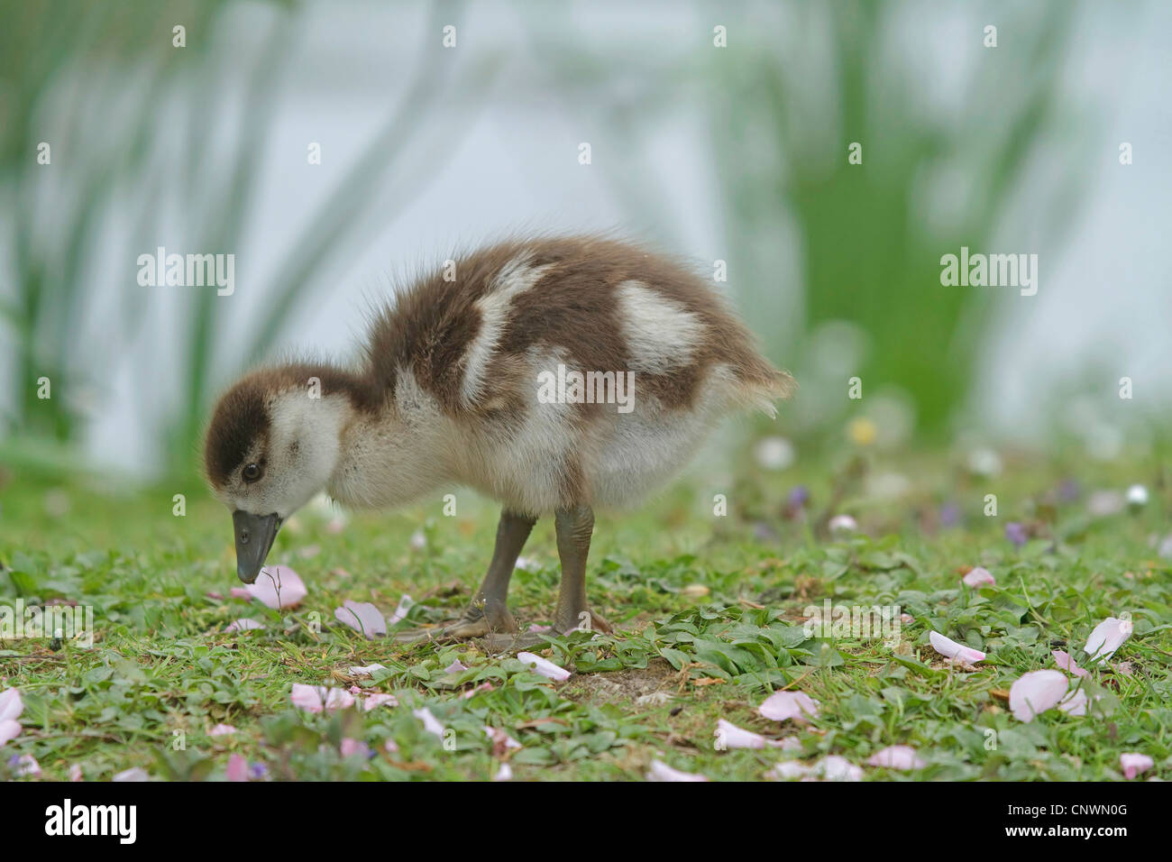 Nilgans (Alopochen Aegyptiacus), Küken an einem Seeufer, Deutschland Stockfoto
