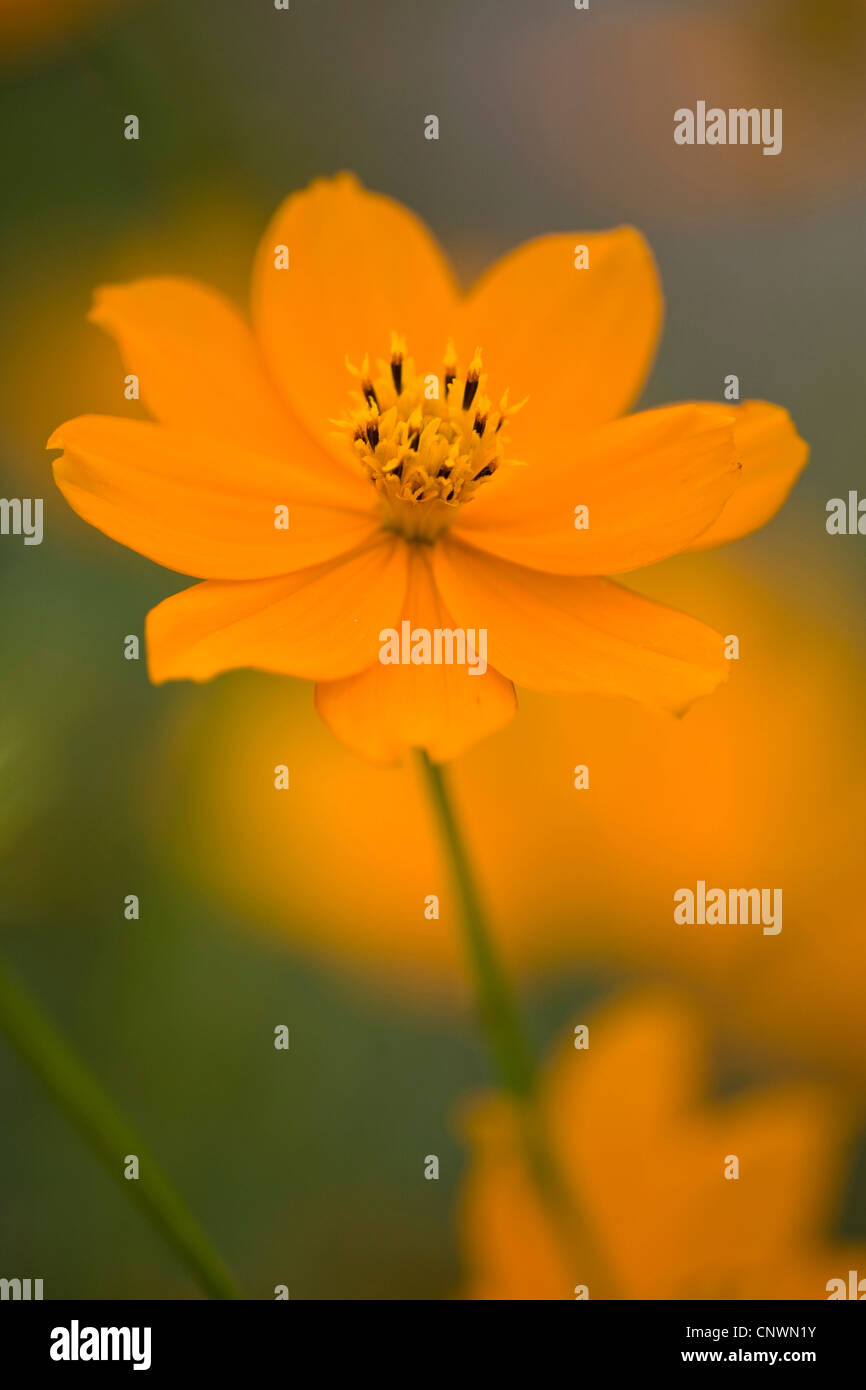 Orange-Kosmos (Cosmos Sulphureus), Blume Stockfoto