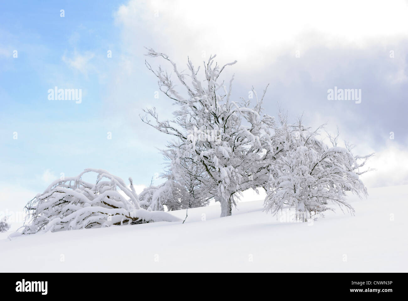 Winterlandschaft im Sauerland, Deutschland, Nordrhein-Westfalen, Sauerland Stockfoto