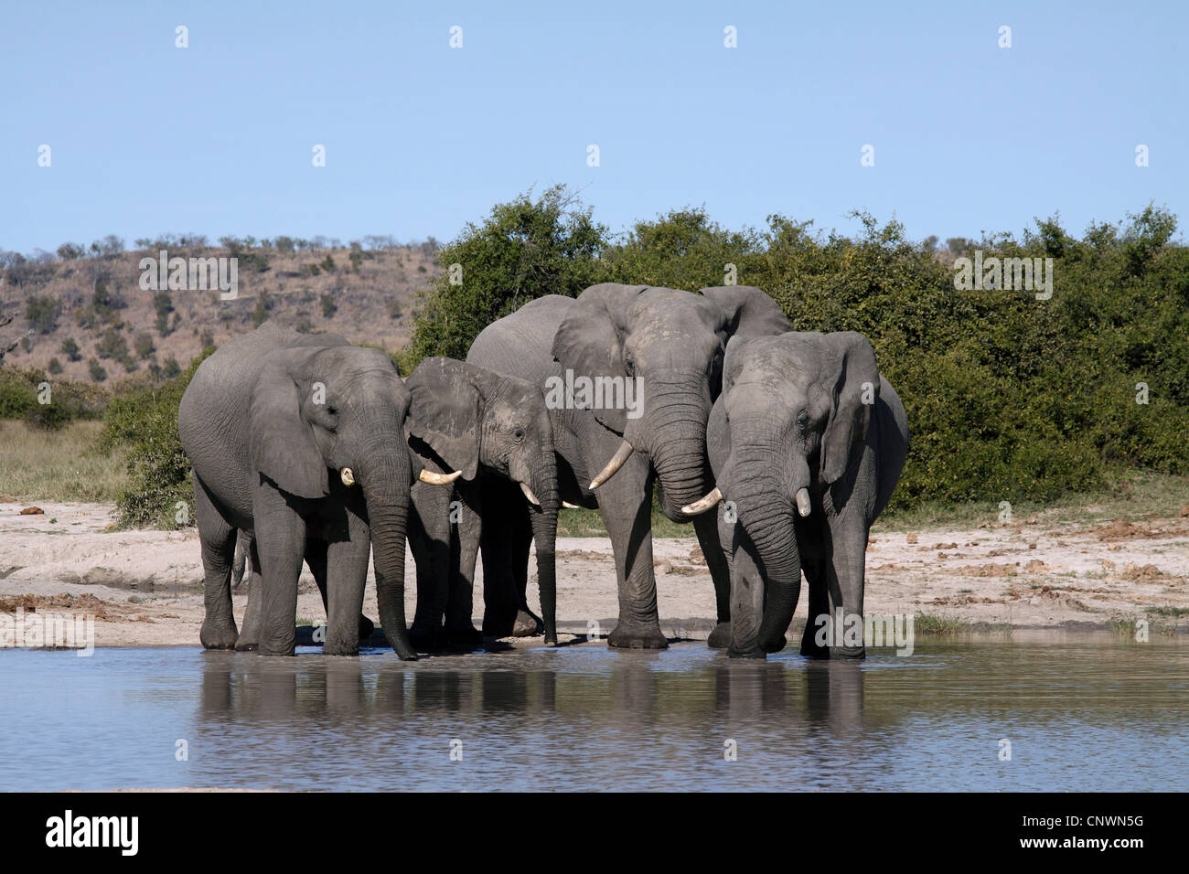 Afrikanischer Elefant (Loxodonta Africana), Herde im Wasser Platz, Botswana, Chobe National Park, Savuti Reservat Stockfoto