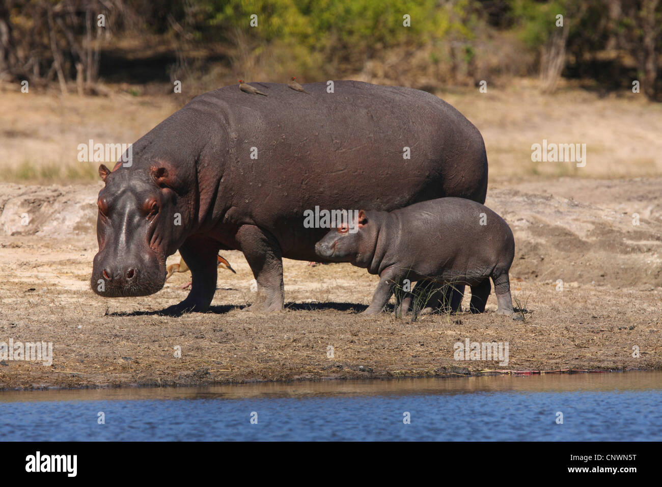 Nilpferd, Nilpferd, gemeinsame Flusspferd (Hippopotamus Amphibius), Mutter mit Jungtier, Botswana, Chobe National Park Stockfoto