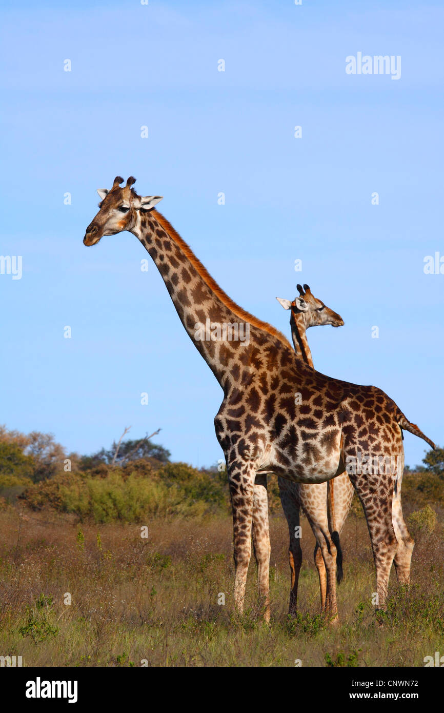 Giraffe (Giraffa Plancius), Mutter mit Kalb der Savanne, Botswana, Chobe National Park, Savuti Stockfoto