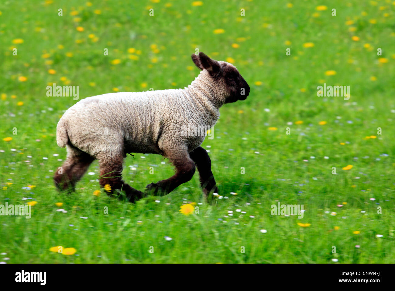 Schweizer Schafe Stockfotos und -bilder Kaufen - Alamy