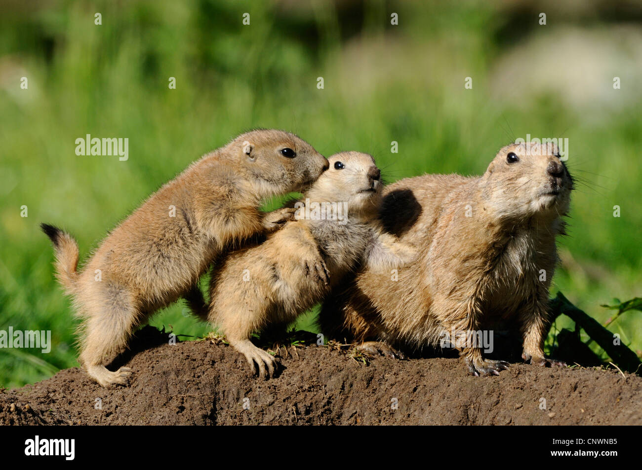 schwarz-angebundene Präriehund, Plains Präriehund (Cynomys sich), drei Tiere sitzen hinter einander auf nackten Boden in einer Rasen-Landschaft Stockfoto