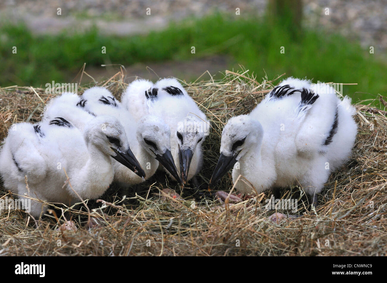 Weißstorch (Ciconia Ciconia), vier Küken im Nest, Deutschland Stockfoto