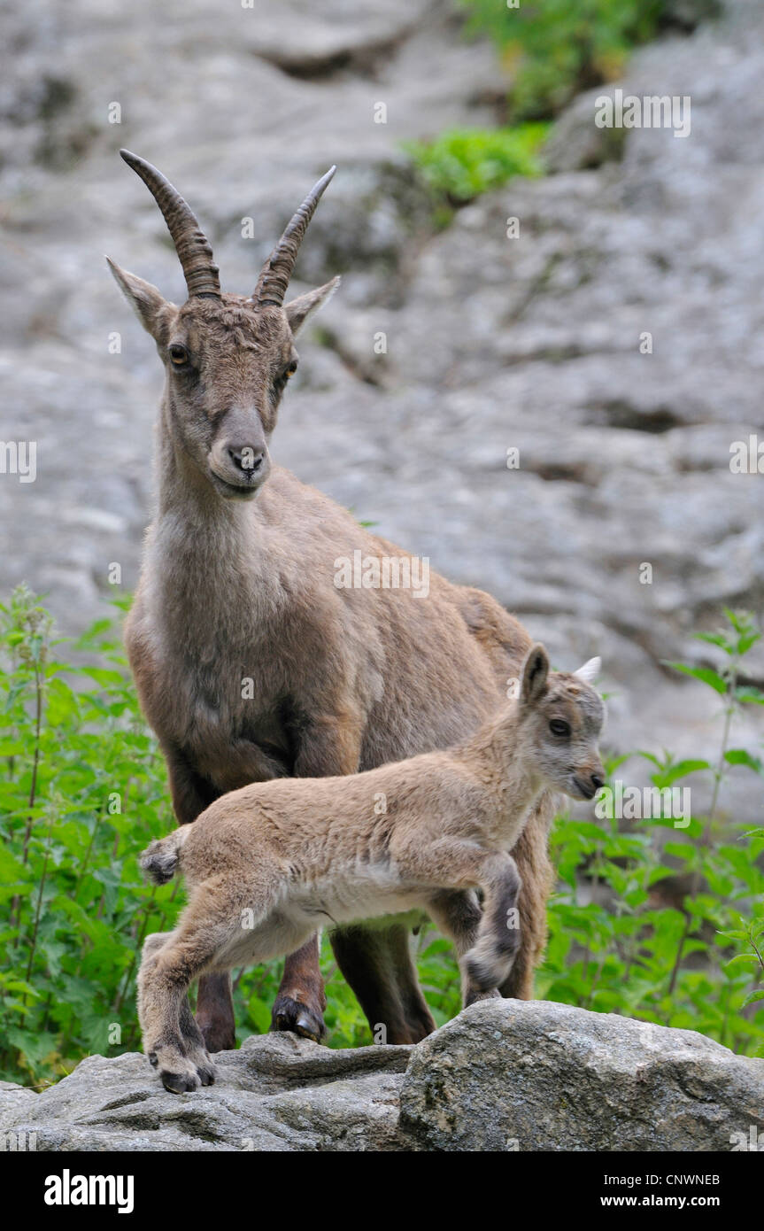 Alpensteinbock (Capra Ibex), Mutter mit Jungtier, Alpen Stockfoto